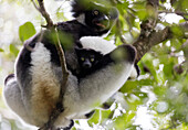 Heulen Indri lemur (Indri indri), Analamazaotra Spezialreservat, Andasibe, Zentralgebiet, Madagaskar, Afrika