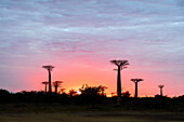 Sonnenaufgang, Allee de Baobab (Adansonia), Westgebiet, Madagaskar, Afrika