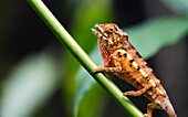 Panther chameleon (Furcifer pardalis), Ivoloina Zoological Park, Tamatave, Madagascar, Africa