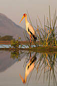 Gelbschnabel (Mycteria ibis), Zimanga Privatspielreservat, KwaZulu-Natal, Südafrika, Afrika