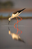 Blackwinged Stelze (Himantopus himantopus), Zimanga Privatspielreservat, KwaZulu-Natal, Südafrika, Afrika