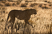 Gepard (Acinonyx jubatus), Kgalagadi Transfrontier Park, Nordkap, Südafrika, Afrika