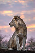Löwe (Panthera Leo) im Morgengrauen, Zimanga private Wildschutzgebiet, KwaZulu-Natal, Südafrika, Afrika