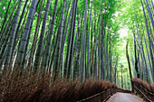 Arashiyama Bambushain im Sommer, Arashiyama, Westliches Kyoto, Japan, Asien