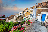 Bougainvillea Blumen und typische Häuser auf der Ägäis bei Sonnenaufgang, Oia, Santorini, Kykladen, griechische Inseln, Griechenland, Europa