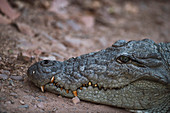 Nilkrokodil, Ranthambhore Nationalpark, Rajasthan, Indien, Asien