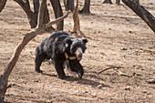 Sloth bear, Ranthambhore National Park, Rajasthan, India, Asia