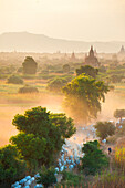 Farmers herding cattle in the ancient city of Bagan where more than 2200 ancient temples remain of the original 10000, Bagan (Pagan), Myanmar (Burma), Asia