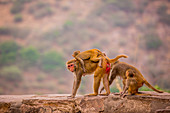 Wilder Affen, Jaipur, Rajasthan, Indien, Asien