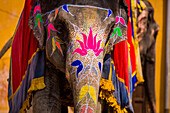Painted elephant, Amer Fort, Jaipur, Rajasthan, India, Asia