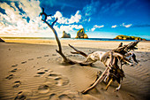 Driftwood in Golden Bay, Tasman Region, South Island, New Zealand, Pacific