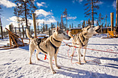 Husky Dogsledding Safari, Kakslauttanen Iglu Village, Saariselka, Finnland, Skandinavien, Europa