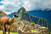 Resident Lama, Machu Picchu Ruinen, UNESCO Weltkulturerbe, Peru, Südamerika