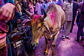 Heilige Kuh, Pigmentwurf Holi Festival, Vrindavan, Uttar Pradesh, Indien, Asien