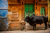Heilige Kuh, die in den blauen Straßen von Jodhpur, der blauen Stadt, Rajasthan, Indien, Asien steht