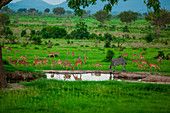 Zebra und Tierwelt an der Bewässerungsbohrung, Mizumi Safari Park, Tansania, Ostafrika, Afrika
