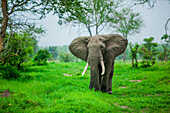 Elefanten auf Safari, Mizumi Safari Park, Tansania, Ostafrika, Afrika