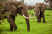 Afrikanische Elefanten auf Safari, Mizumi Safari Park, Tansania, Ostafrika, Afrika