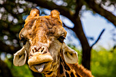 Giraffe making a funny face, Kruger National Park, Johannesburg, South Africa, Africa