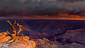 Das erste Licht beleuchtet einen alten knorrigen Baum, der in Felsen eingebettet ist, mit unübertroffenen Blick auf den Grand Canyon unten, UNESCO-Weltkulturerbe, Arizona, Vereinigte Staaten von Amerika, Nordamerika