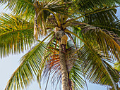 Man schneidet Palmwedel zum Strohdach in Bali, Indonesien, Südostasien, Asien