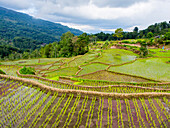 Reisfelder in Tana Toraja, Sulawesi, Indonesien, Südostasien, Asien