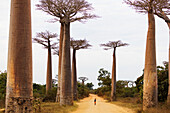 Allee de Baobab (Adansonia), Westgebiet, Madagaskar, Afrika
