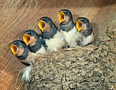 Swallows Hirundo rustica Young waiting for a feed.