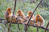 Asia, China, Shaanxi province, Qinling Mountains, Golden Snub-nosed Monkey Rhinopithecus roxellana,.