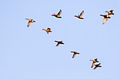 South east Asia, India,Assam state,Brahmapoutra,ducks in flight,Eurasian wigeon, also known as widgeon or Eurasian widgeon (Anas penelope).