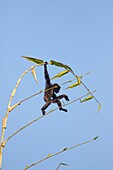 South east Asia, India,Tripura state,Gumti wildlife sanctuary,Western hoolock gibbon (Hoolock hoolock),baby.