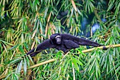 South east Asia, India,Tripura state,Gumti wildlife sanctuary,Western hoolock gibbon (Hoolock hoolock),adult male.