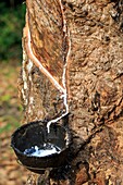 South east Asia, India,Tripura state,harvesting latex from rubber trees.