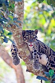South east Asia, India,Tripura state,Clouded leopard (Neofelis nebulosa).