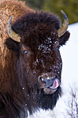 American bison (Bison bison), Yellowstone National Park, USA.