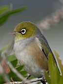 The silvereye or wax-eye (Zosterops lateralis) is a very small omnivorous passerine bird of the south-west pacific. Whangarei, Northland, New Zealand.