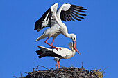 White storks (Ciconia ciconia) mating. Extremadura. Spain.