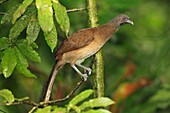 Grey-headed Chachalaca (Ortalis cinereiceps), Volcán Arenal National Park, Costa Rica.
