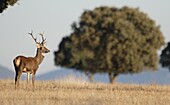 Red Deer (Cervus elaphus), Doñana National Park, Andalucia, Spain