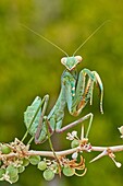 European Mantis or praying mantis (Mantis religiosa), Benalmadena, Malaga province, Andalusia, Spain.
