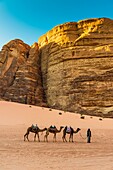 Bedouin man and his camels, Arabian Desert, Wadi Rum, Jordan.