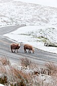 Sheep in a wintry landscape on the Mynydd Epynt moorland, Powys, Wales, UK.