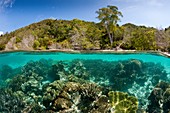 Corals in shallow Water, Raja Ampat, West Papua, Indonesia.