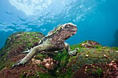 Marine Iguana feeding at Sea, Amblyrhynchus cristatus, Cabo Douglas, Fernandina Island, Galapagos, Ecuador.
