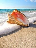 Conch shell on Florida USA beach.