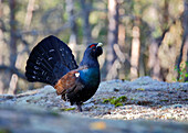 Sweden, Sodermanland, Gnesta, Capercaillie (Tetrao Urogallus) standing in snow