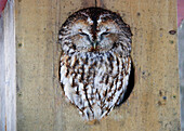 Tawny Owl, Strix aluco, Hälsingland, Sweden.