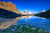 Cotton grass frame the Matterhorn reflected in Lake Stellisee at dawn Zermatt Canton of Valais Switzerland Europe.