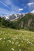 Summer blooming of cotton grass surrounded by green meadows Orobie Alps Arigna Valley Sondrio Valtellina Lombardy Italy Europe.