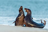 Grey Seal, Halichoerus grypus, Couple Fighting in Mating Season, Europe.